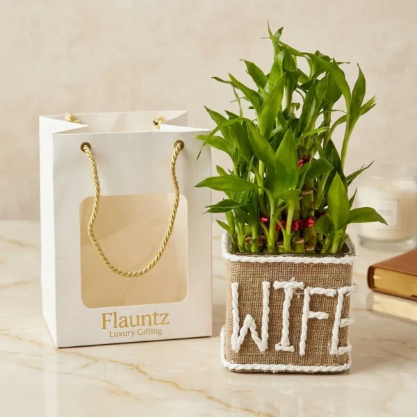 Wife Bamboo Plant