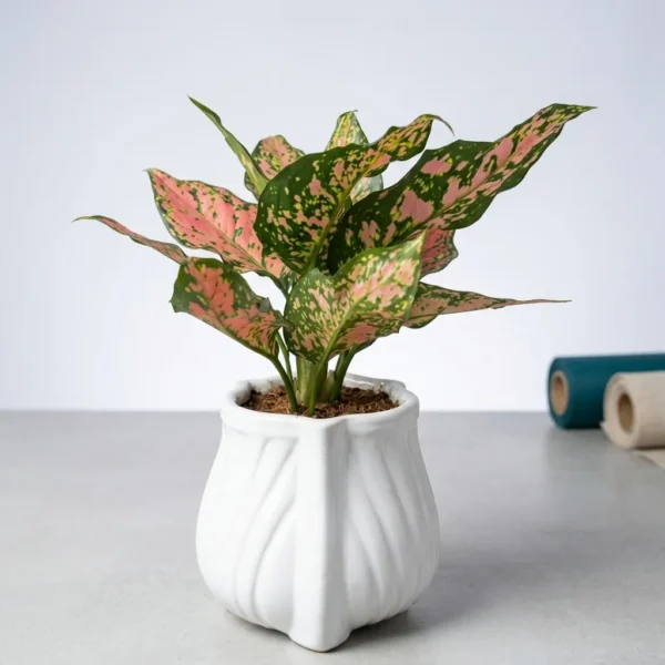 Aglonema Plant