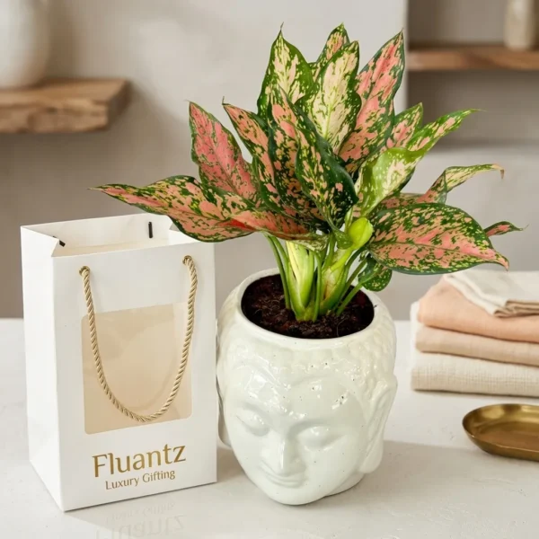 Aglonema Plant in Buddha Pot